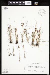 Image of Cyperus bipartitus
