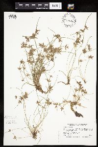 Cyperus bipartitus image