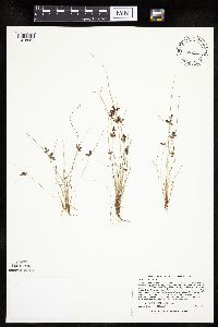 Cyperus bipartitus image