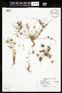 Cyperus bipartitus image