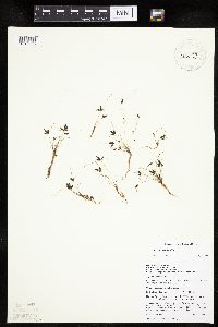 Cyperus bipartitus image