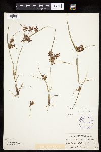 Cyperus bipartitus image