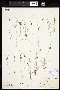 Cyperus bipartitus image
