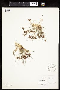 Cyperus bipartitus image