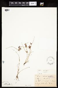 Cyperus bipartitus image