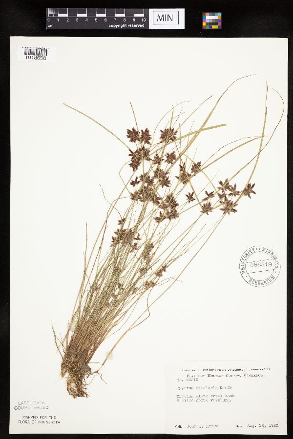 Cyperus bipartitus image