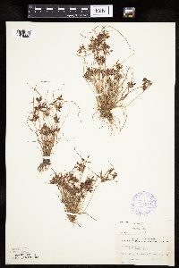 Cyperus bipartitus image