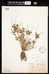 Cyperus bipartitus image