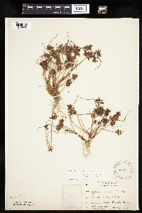 Cyperus bipartitus image