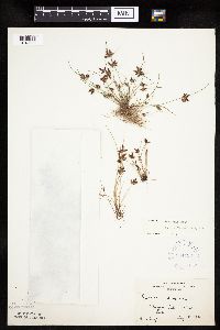Cyperus bipartitus image