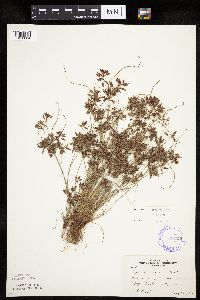 Cyperus bipartitus image