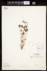 Cyperus bipartitus image