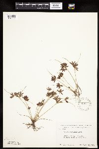 Cyperus bipartitus image