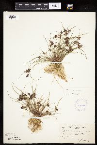 Cyperus bipartitus image