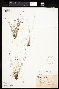 Cyperus bipartitus image