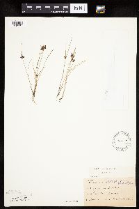 Cyperus bipartitus image