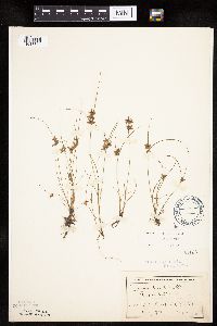 Cyperus bipartitus image