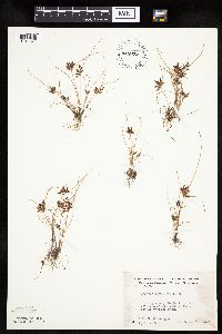 Cyperus bipartitus image