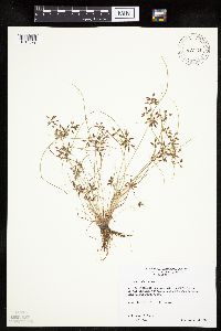 Cyperus bipartitus image