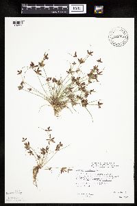 Cyperus bipartitus image