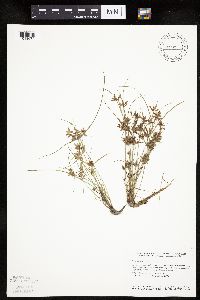 Cyperus bipartitus image