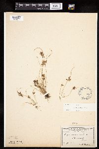 Cyperus bipartitus image