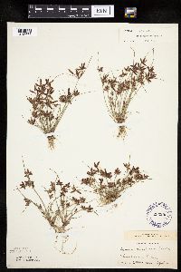 Cyperus bipartitus image