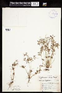 Cyperus bipartitus image