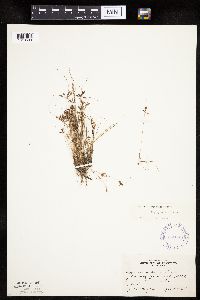 Cyperus bipartitus image