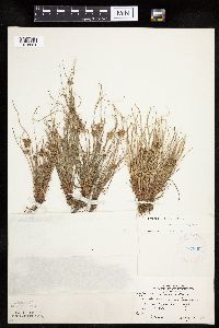 Cyperus bipartitus image