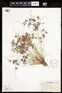 Cyperus bipartitus image