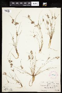 Cyperus bipartitus image