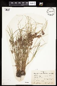 Cyperus bipartitus image