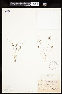 Cyperus bipartitus image