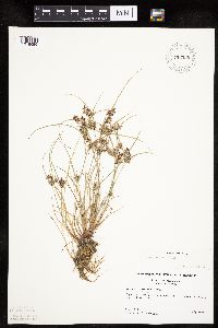 Cyperus bipartitus image