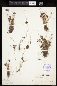 Cyperus bipartitus image