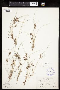 Cyperus bipartitus image