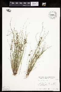 Cyperus bipartitus image