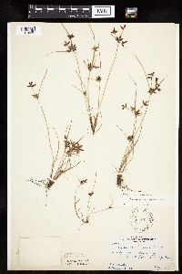 Cyperus bipartitus image