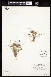 Cyperus bipartitus image