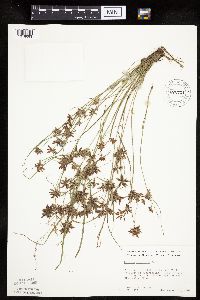 Cyperus bipartitus image