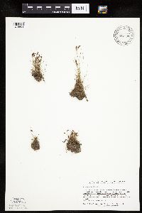 Cyperus bipartitus image