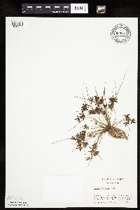 Cyperus bipartitus image