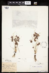 Cyperus bipartitus image