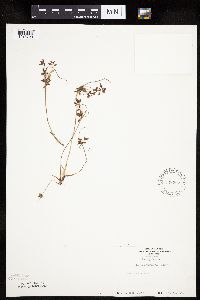 Cyperus bipartitus image