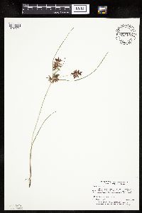 Cyperus bipartitus image
