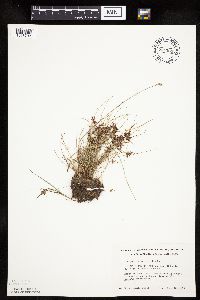 Cyperus bipartitus image