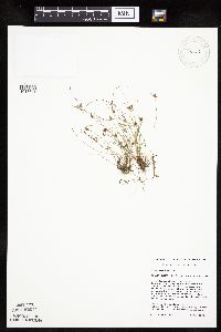 Cyperus bipartitus image