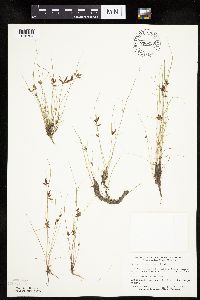 Cyperus bipartitus image