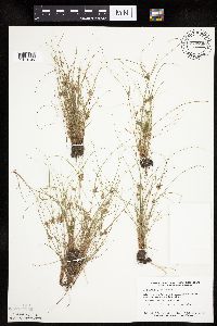 Cyperus bipartitus image